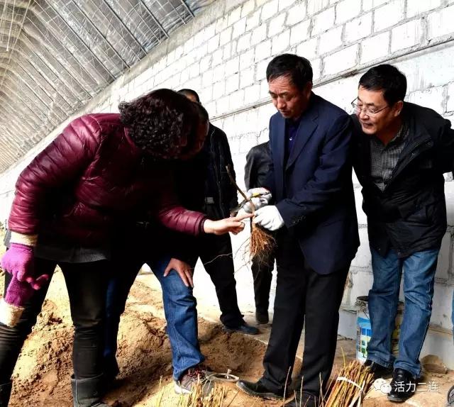 乌兰察布市农业局最新发展规划揭秘，推动农业现代化进程的新蓝图